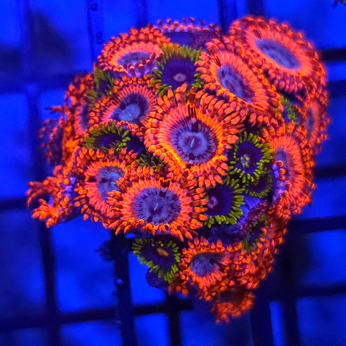 Volcanic War x Creepy Eye Zoanthids