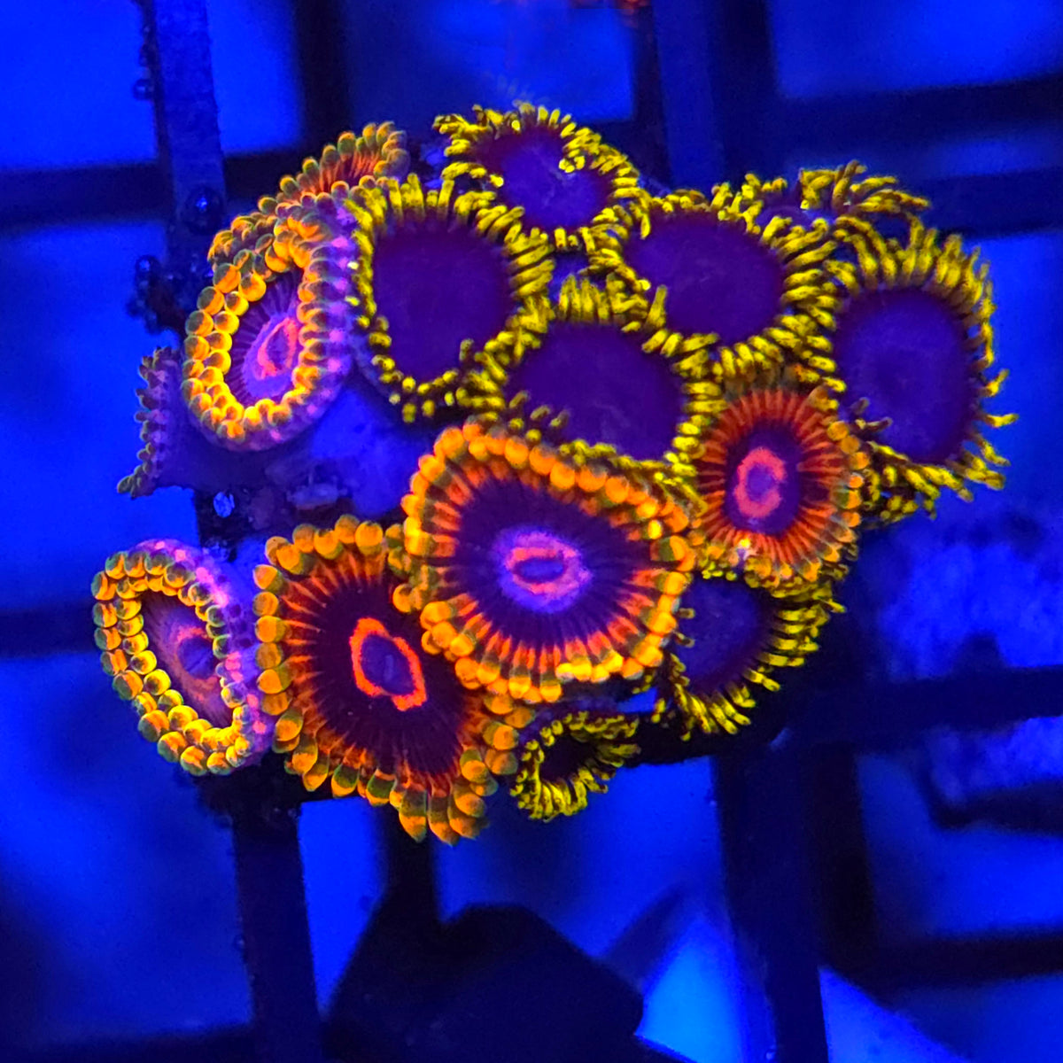 Mind Trick x Blue Phoenix Zoanthids