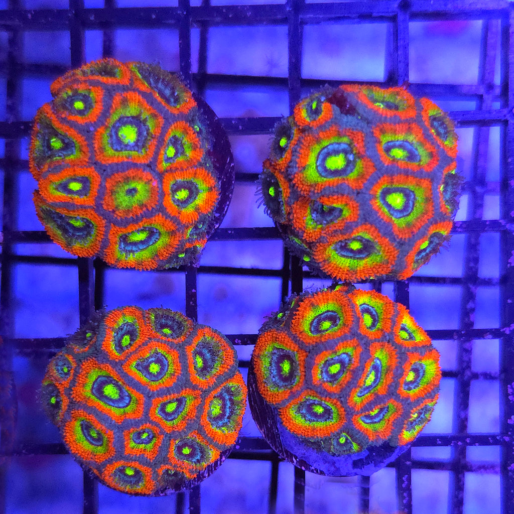 Holy Grail Micromussa Acan (XLG)
