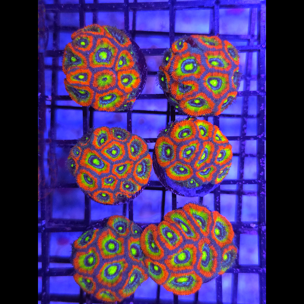 Holy Grail Micromussa Acan (XLG)