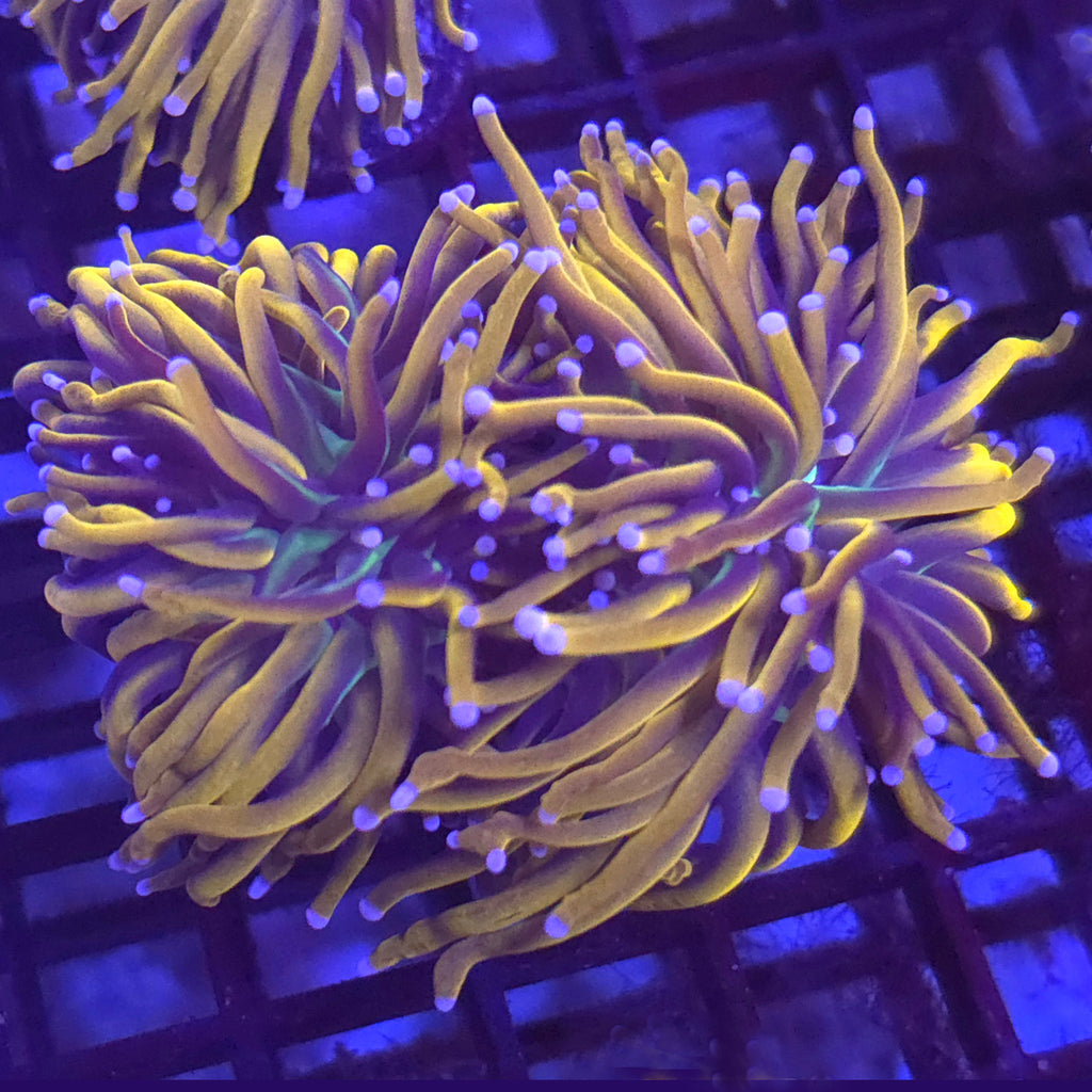 Pink Tipped Knicks Torch