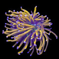 Pink Tipped Knicks Torch