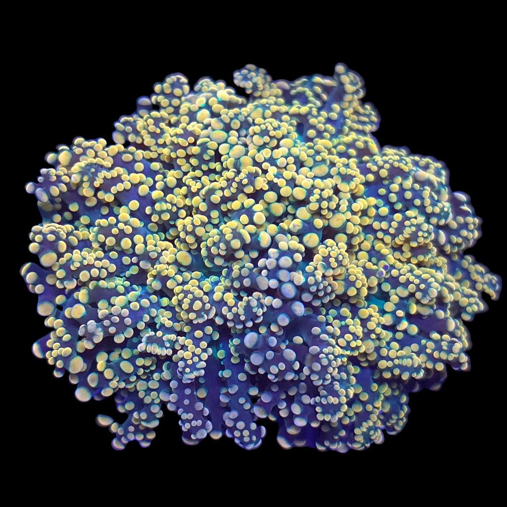 Orange Yaeyamaensis Octospawn