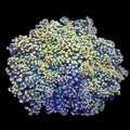 Orange Yaeyamaensis Octospawn