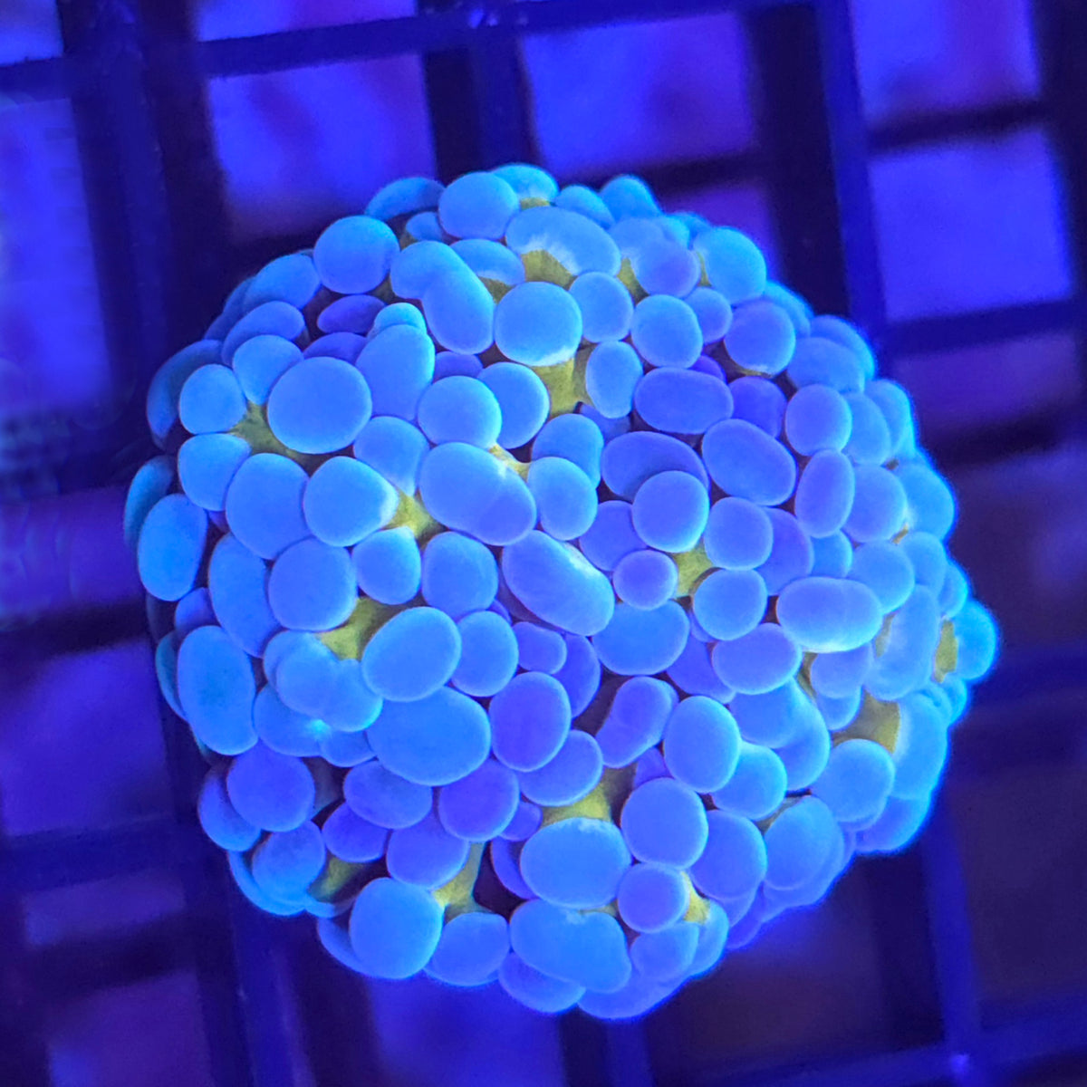 Gold Stem Frogspawn