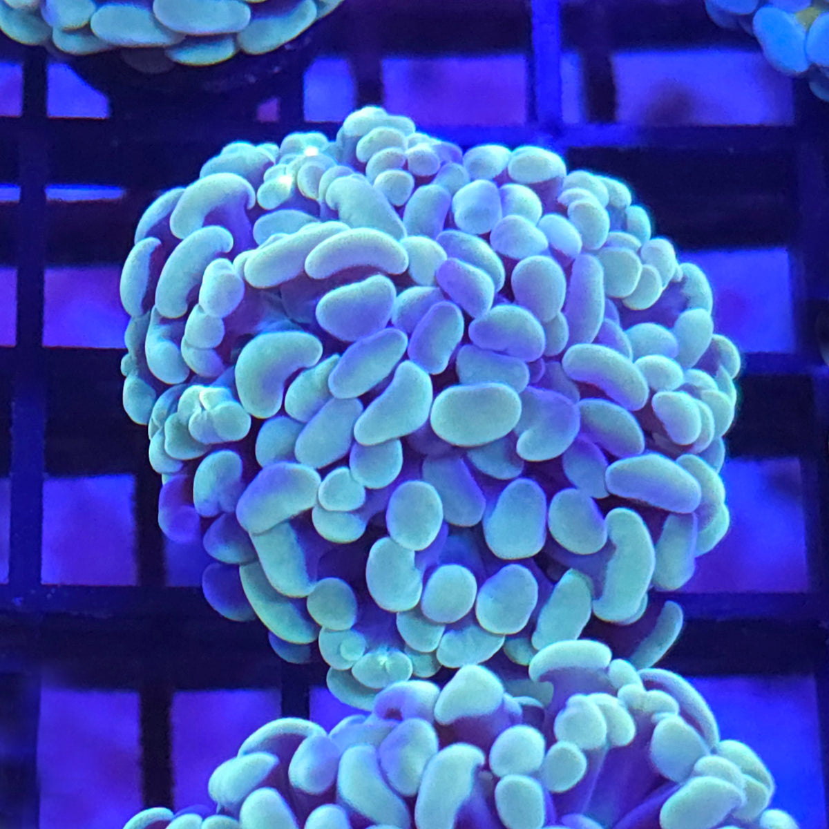 Pastel Hammer