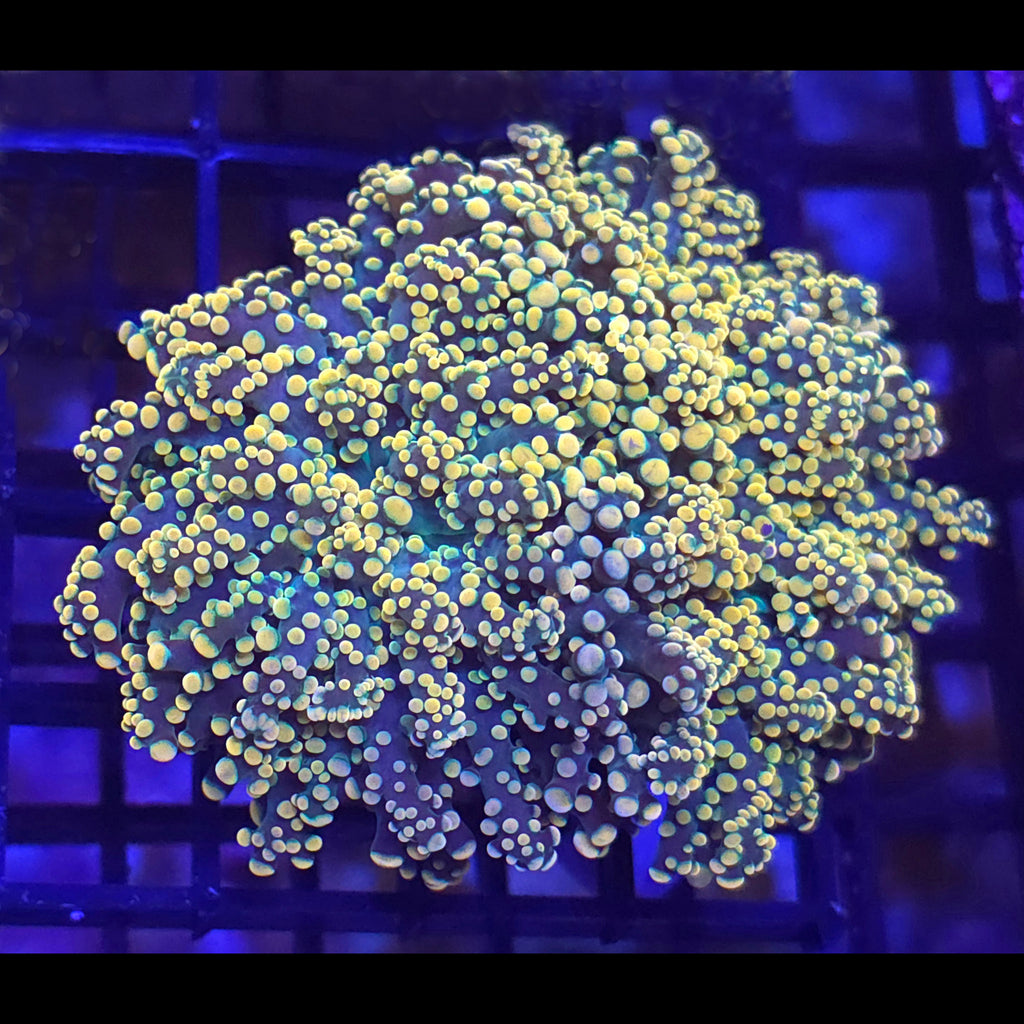 Orange Yaeyamaensis Octospawn