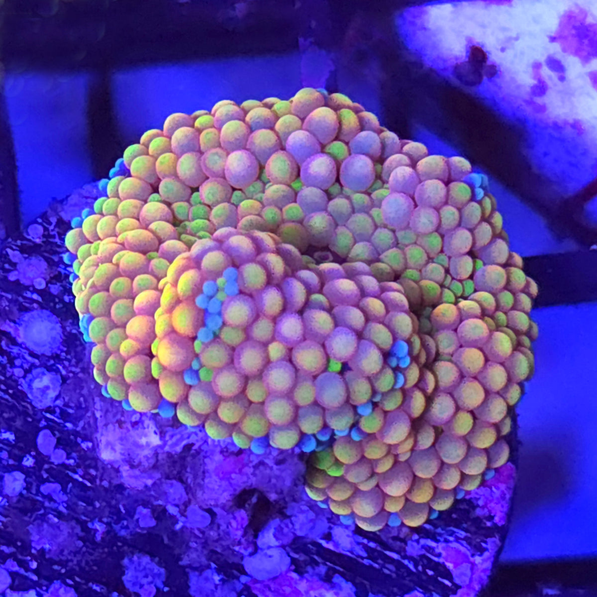 Florida Ricordea Mushroom