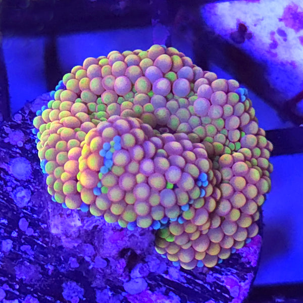 Florida Ricordea Mushroom