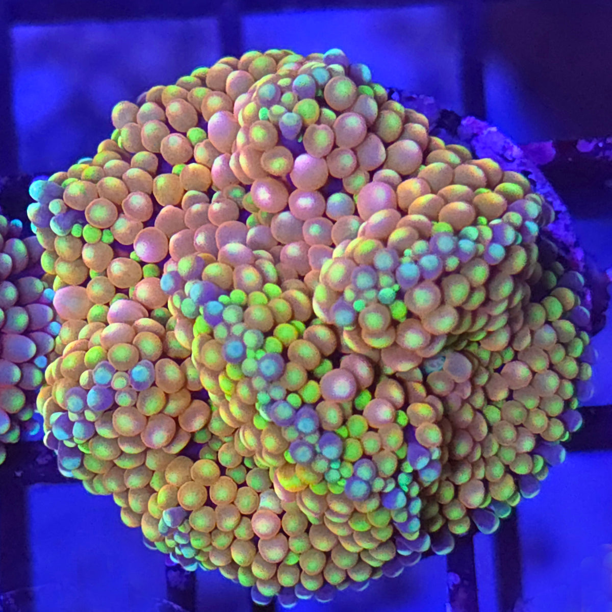 Florida Ricordea Mushroom