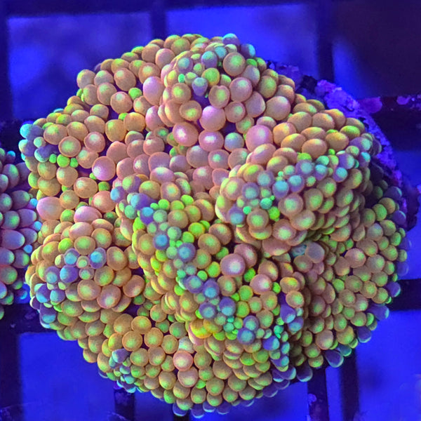 Florida Ricordea Mushroom