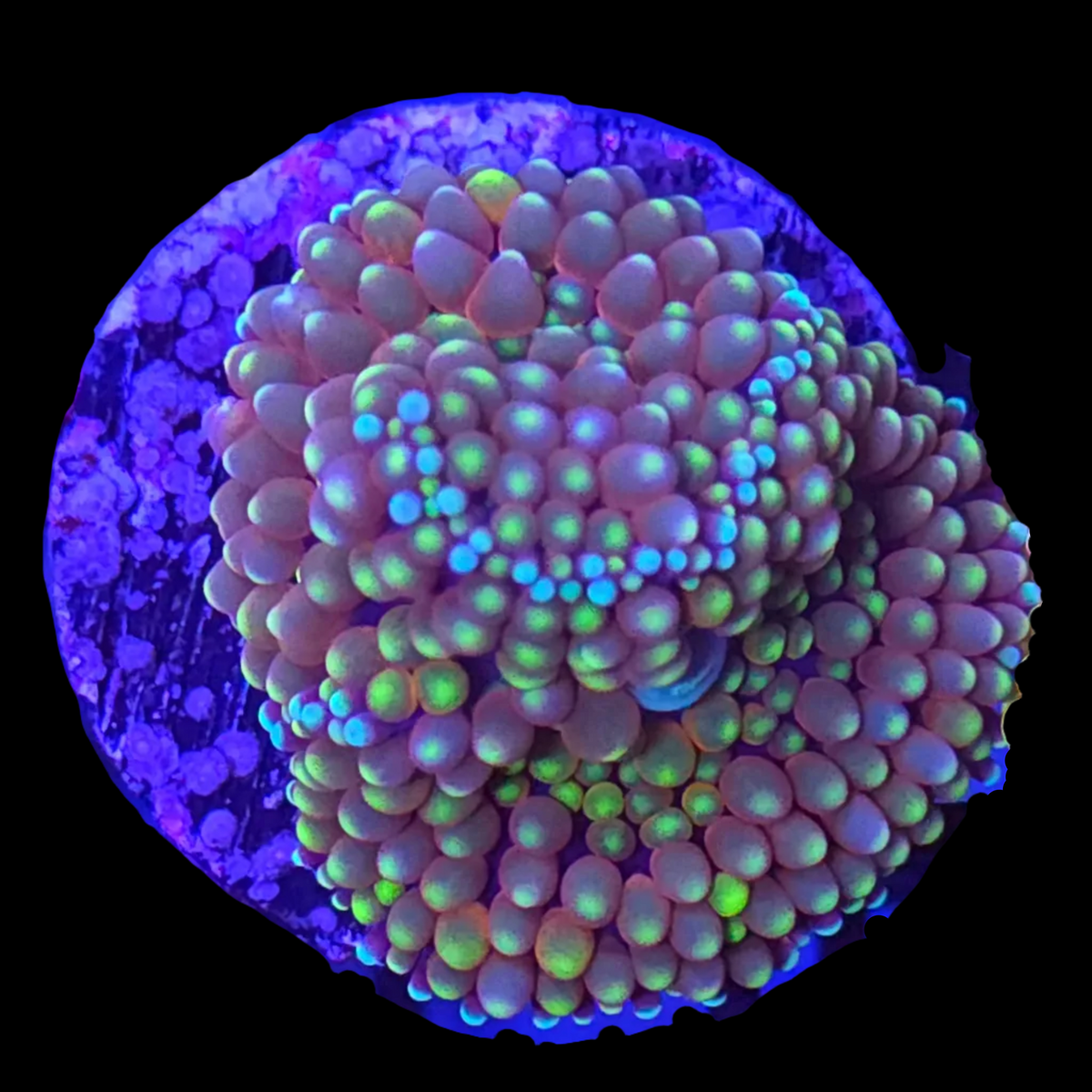 Florida Ricordea Mushroom