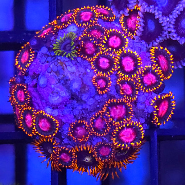 KH Sunburst Zoanthids