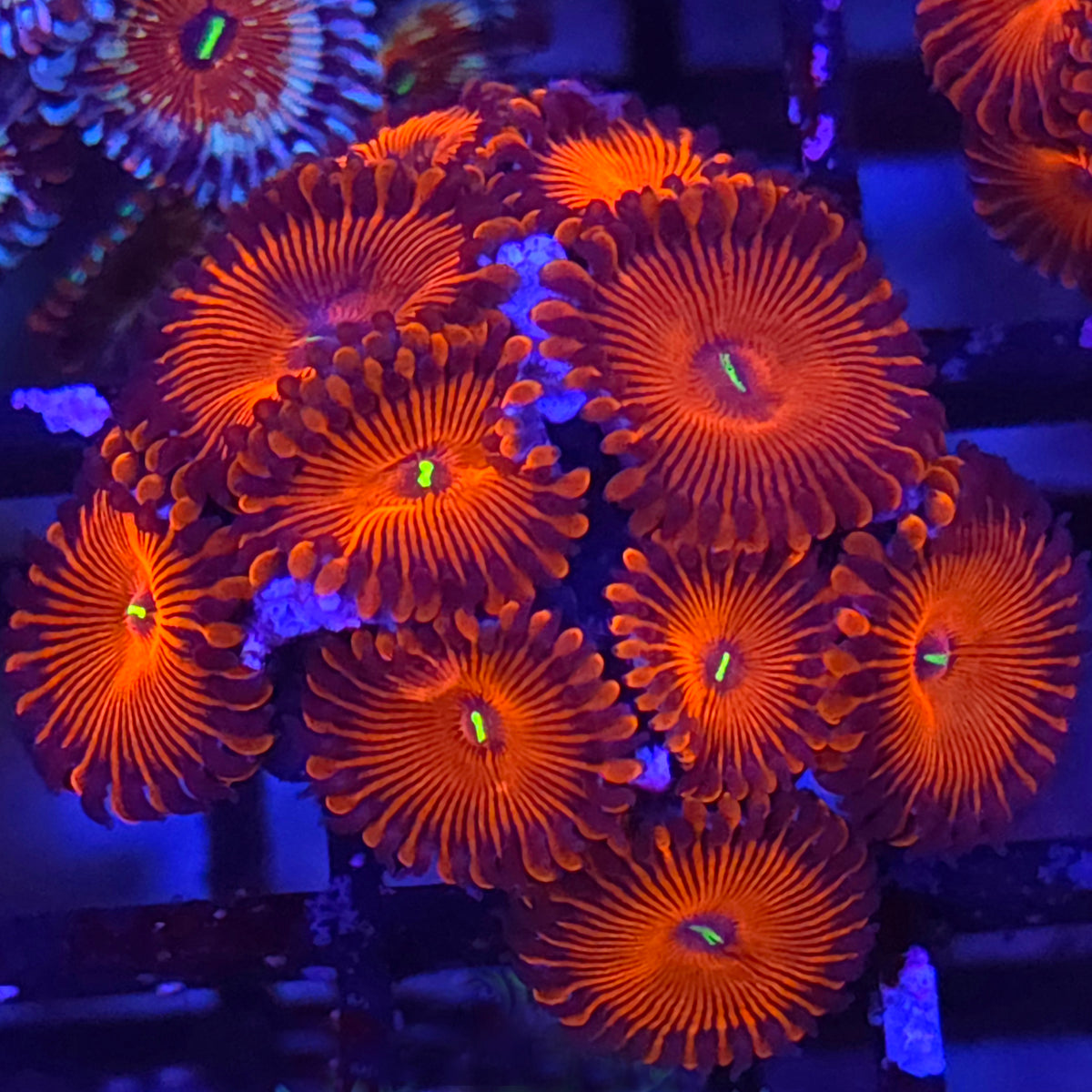 Red People Eater Zoanthids