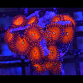 Red People Eater Zoanthids