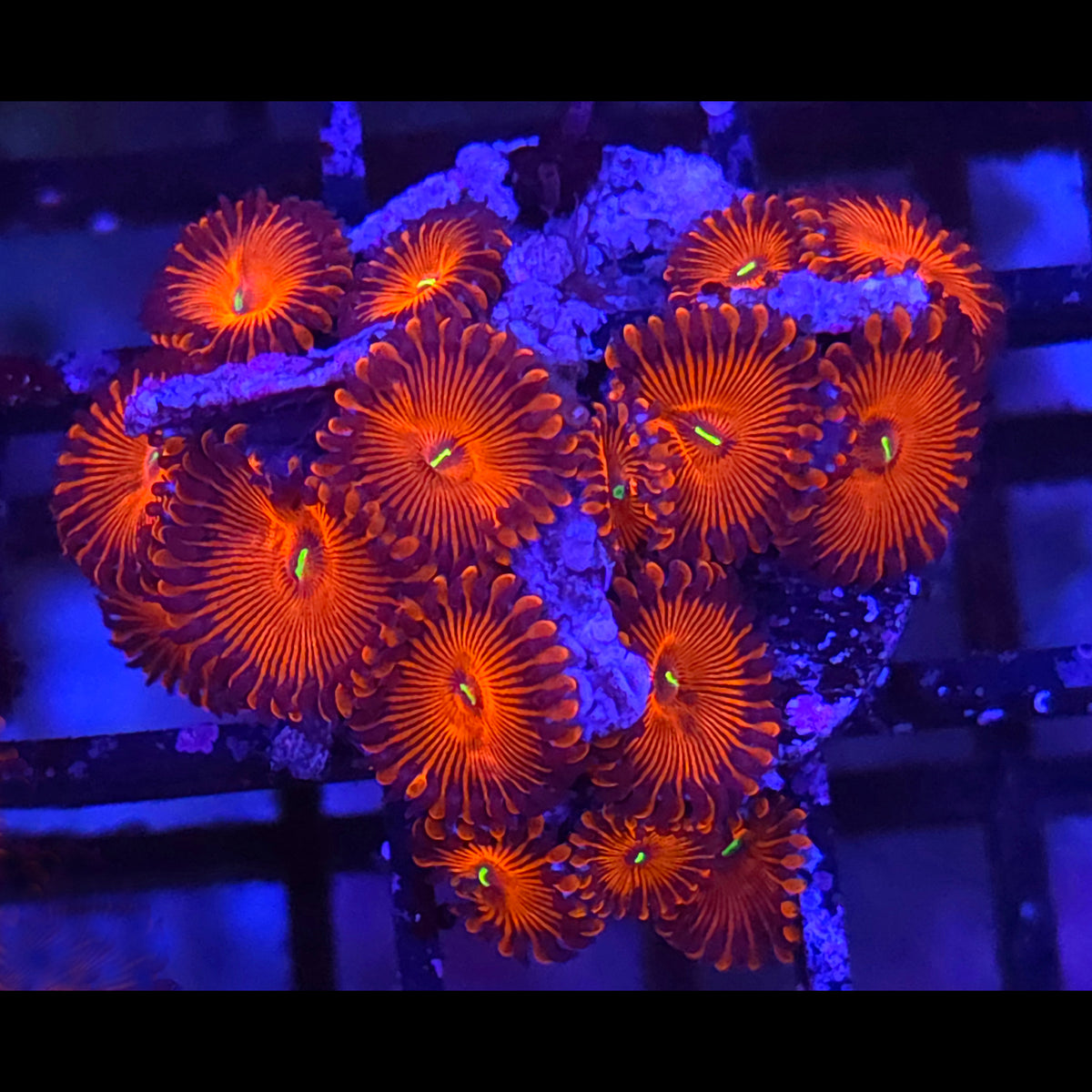 Red People Eater Zoanthids