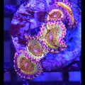Death Star Zoanthids