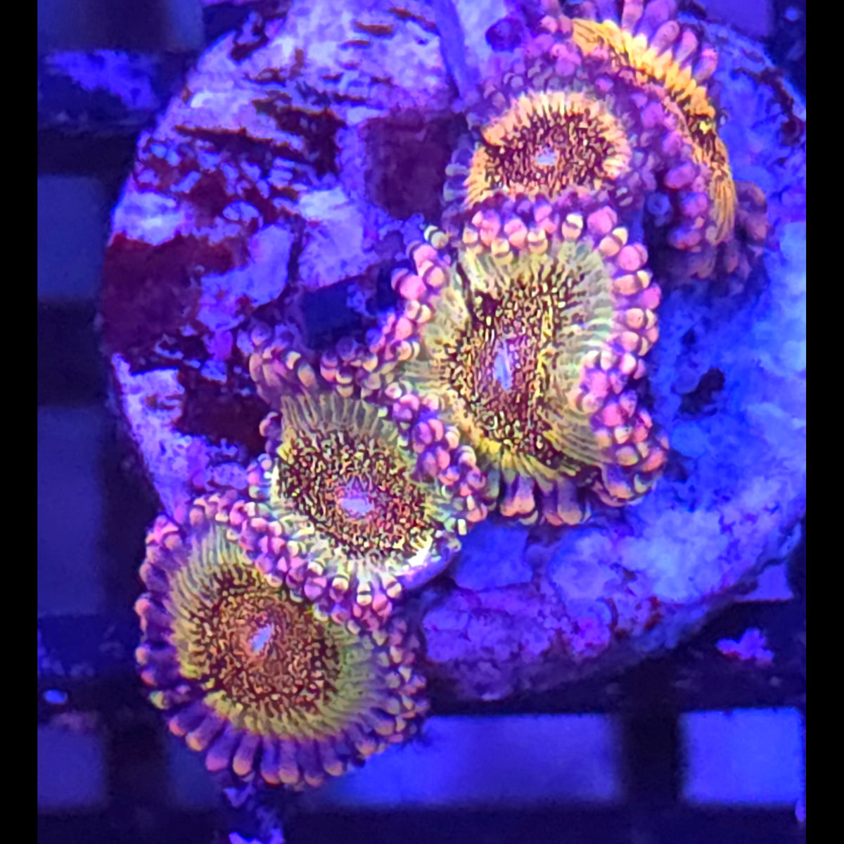 Death Star Zoanthids