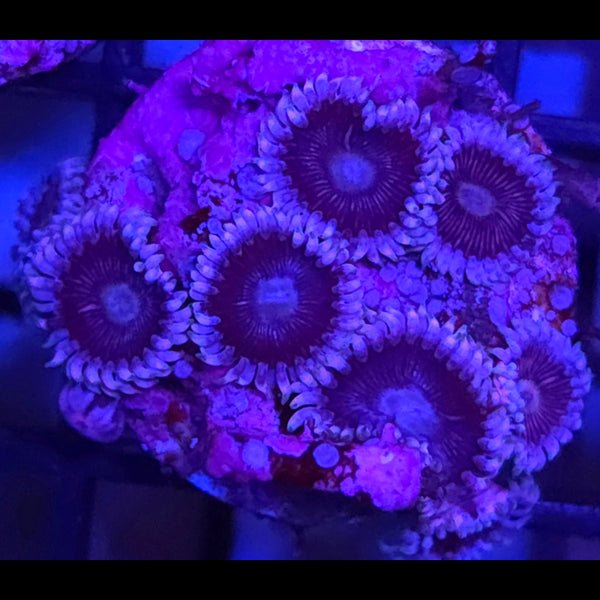 Black People Eater Zoanthids