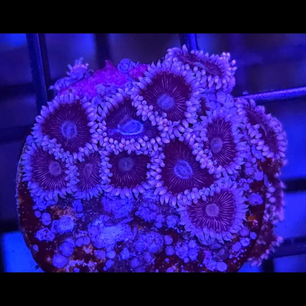 Black People Eater Zoanthids