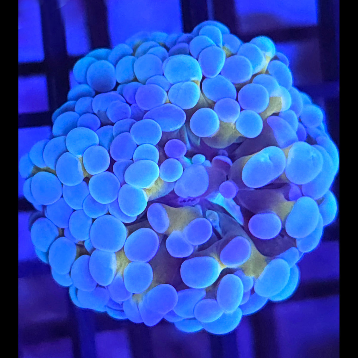 Gold Stem Frogspawn