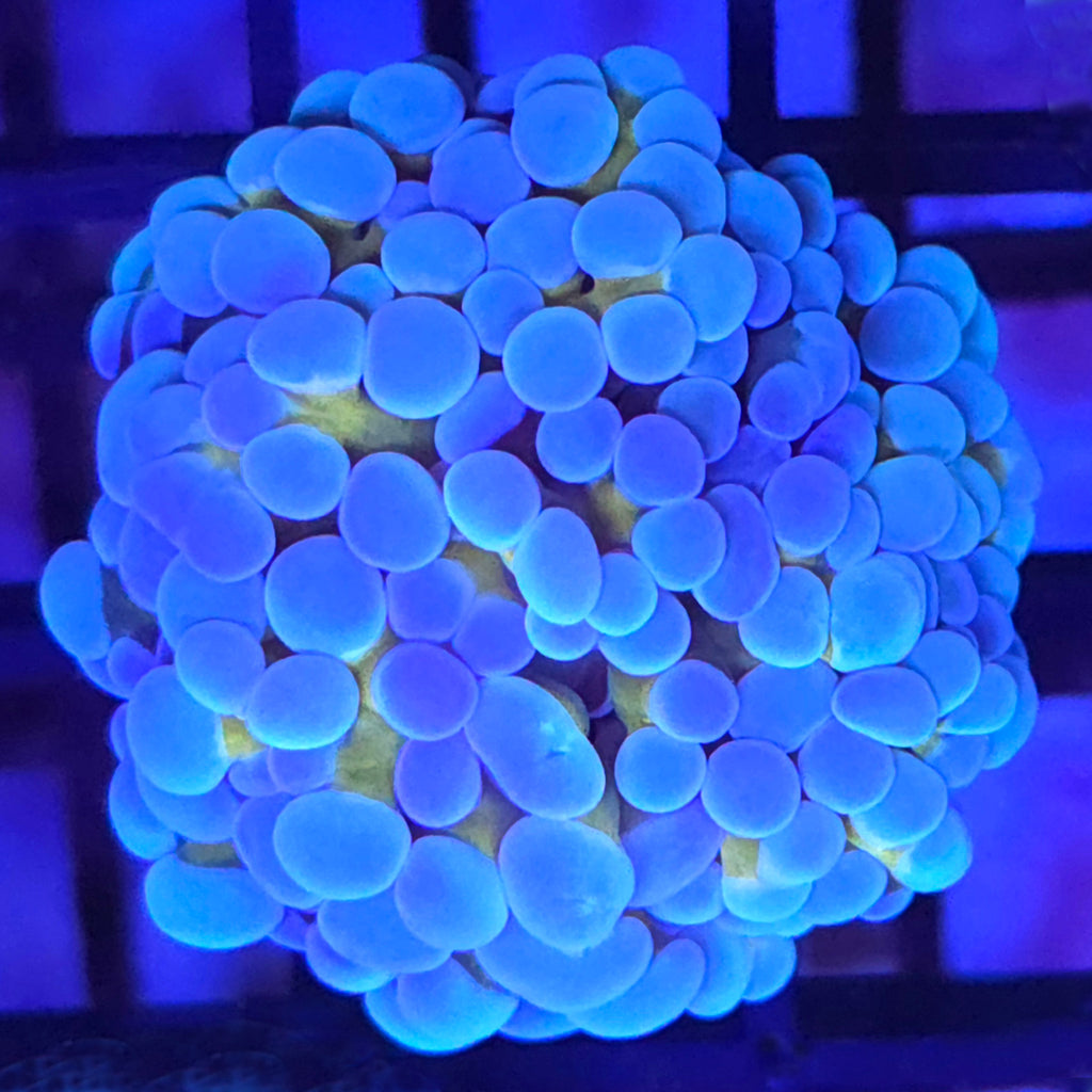 Gold Stem Frogspawn