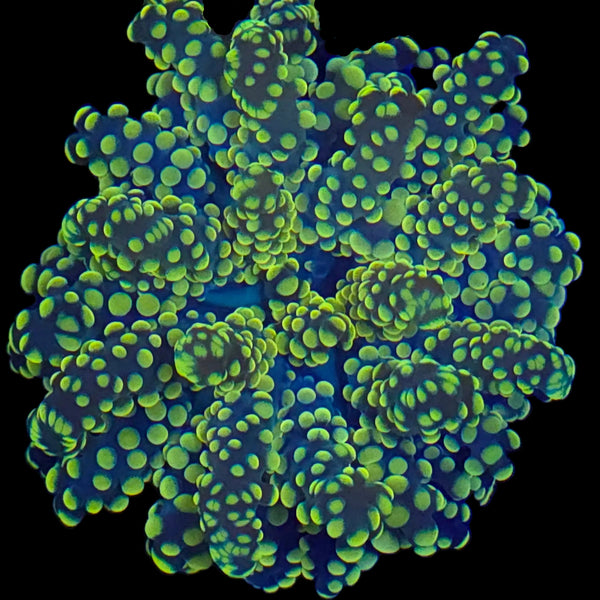 Yellow Yaeyamaensis Octospawn
