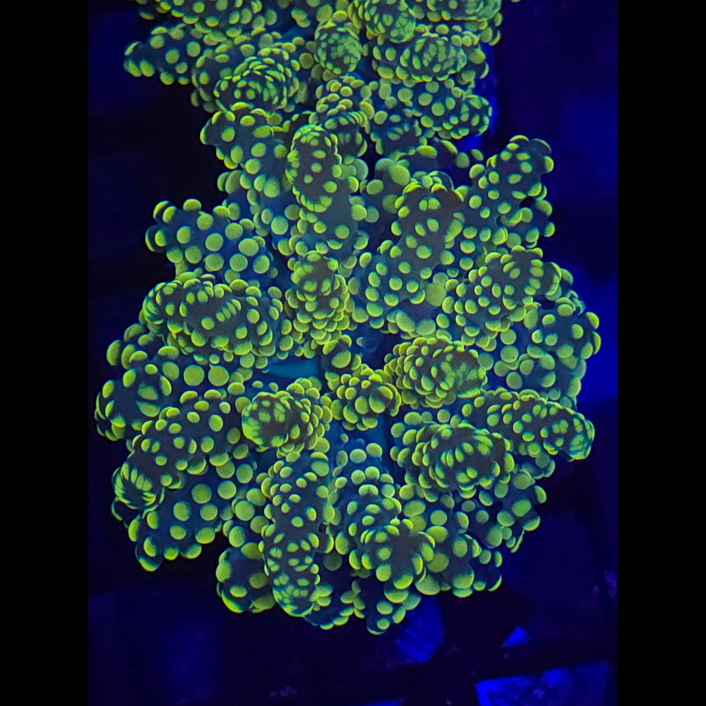 Yellow Yaeyamaensis Octospawn