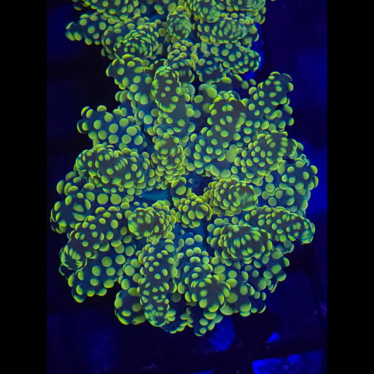 Yellow Yaeyamaensis Octospawn