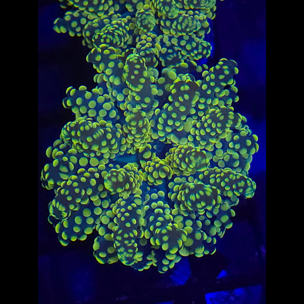 Yellow Yaeyamaensis Octospawn