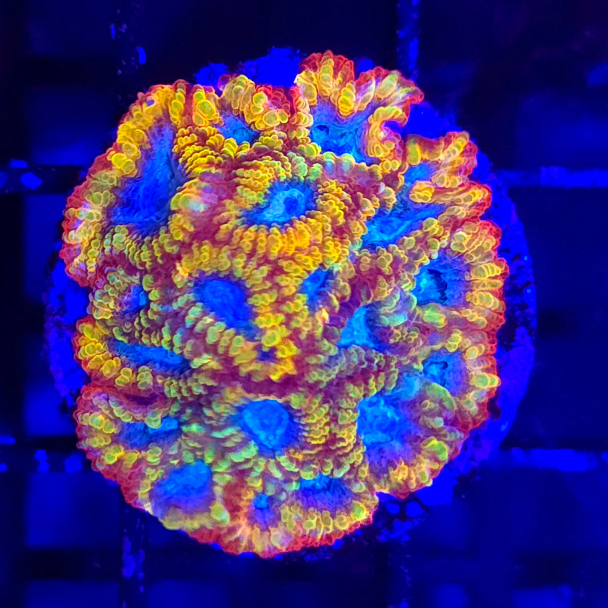 Cali Kid Electric Daisy Favia