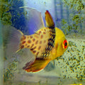 Pajama Cardinal XL Breeders