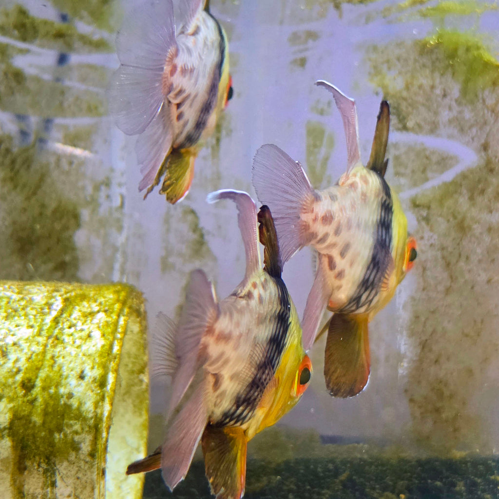 Pajama Cardinal XL Breeders