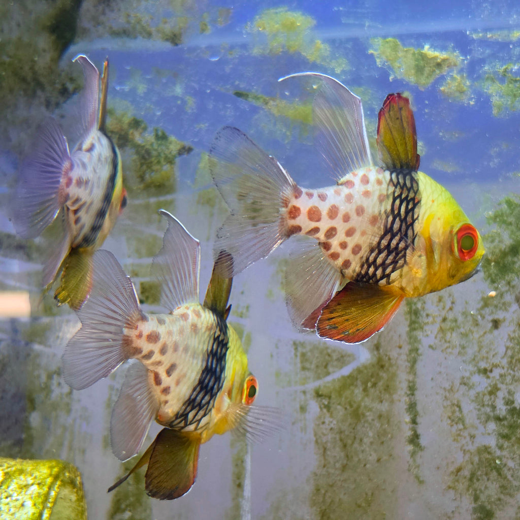 Pajama Cardinal XL Breeders
