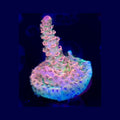 AJ's Candy Shop Acropora - Aquacultured SPS Coral | AJ's Aquariums