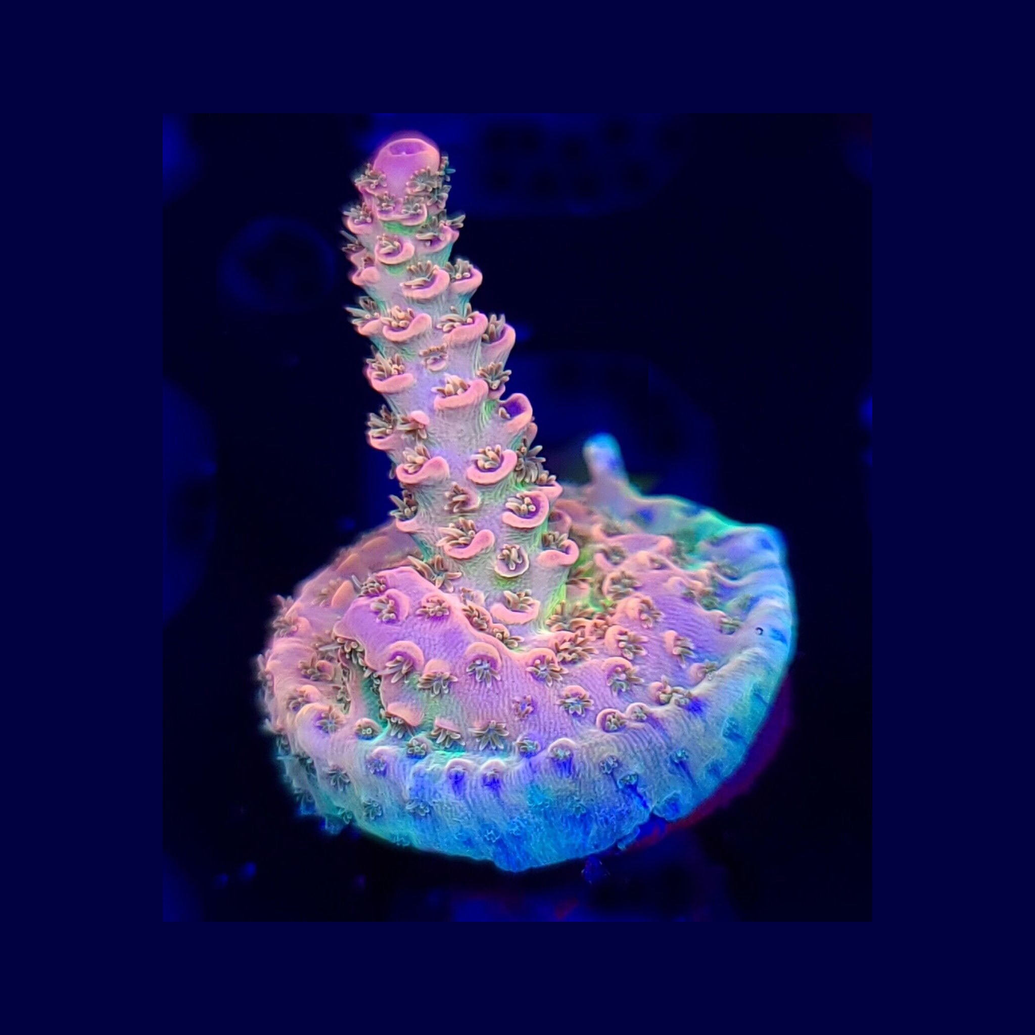 AJ's Candy Shop Acropora - Aquacultured SPS Coral | AJ's Aquariums