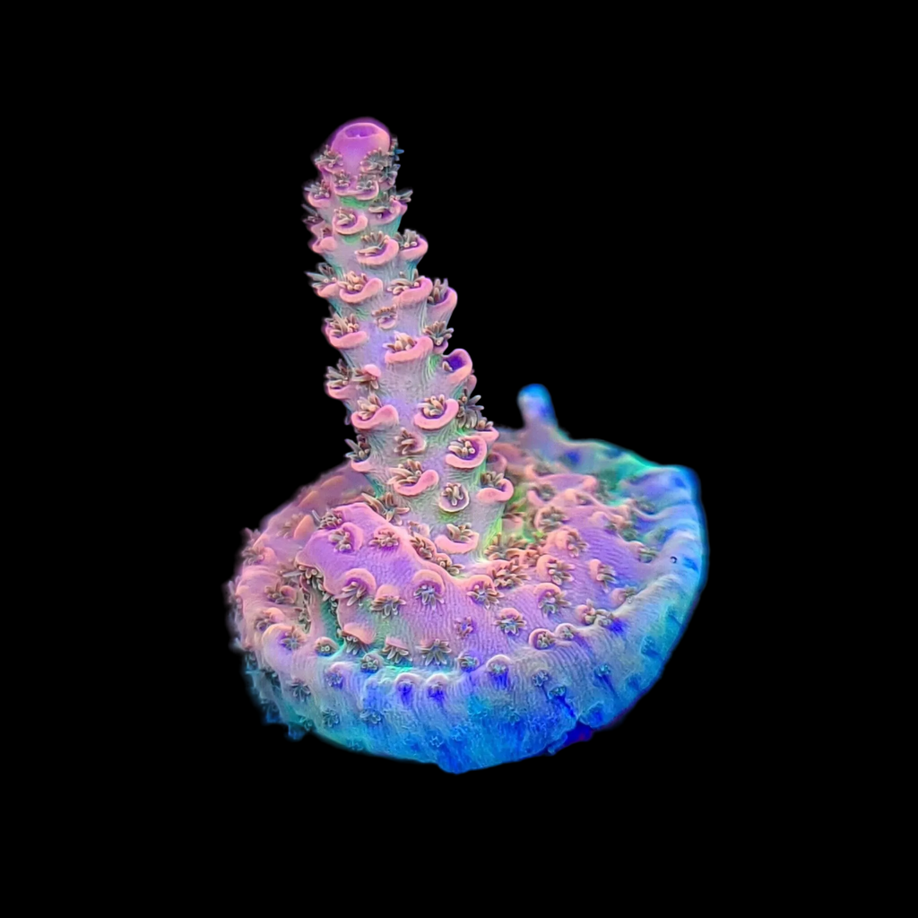 AJ's Candy Shop Acropora