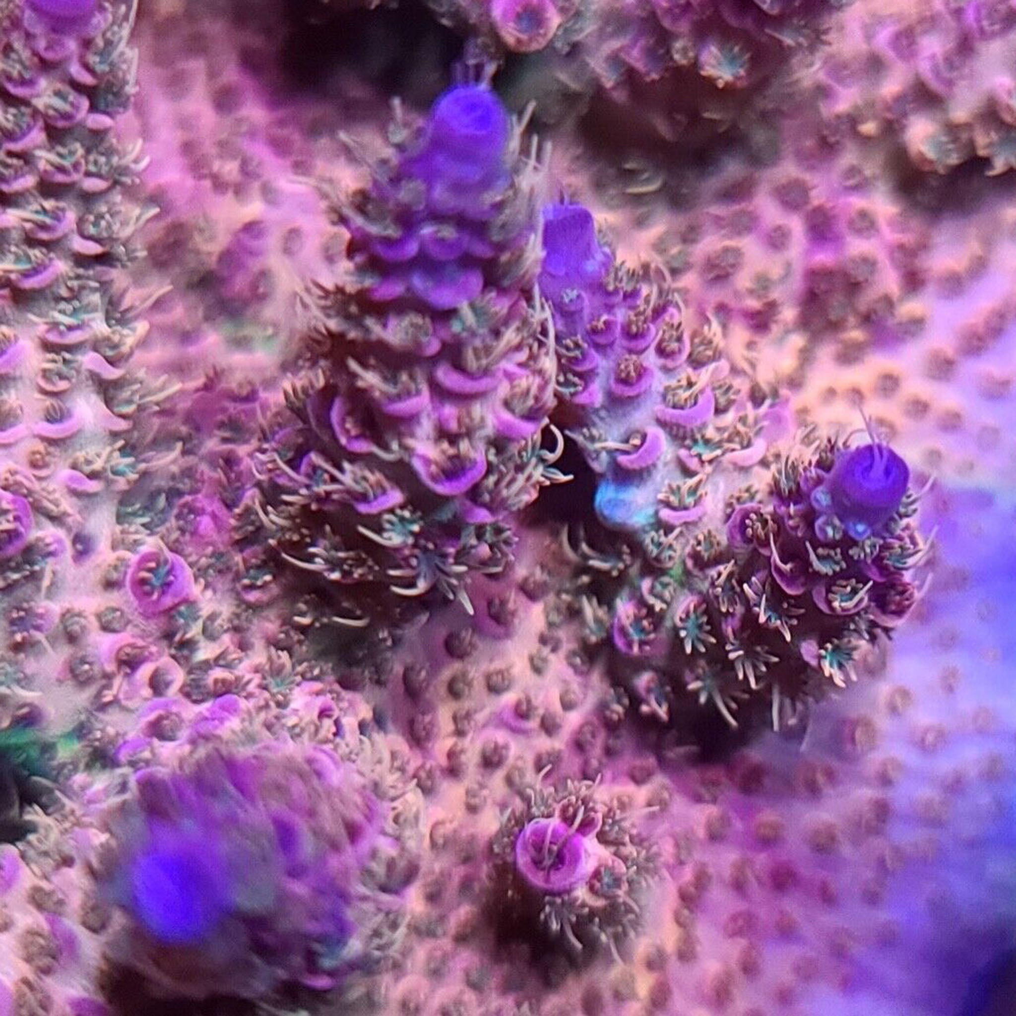 AJ's Candy Shop Acropora