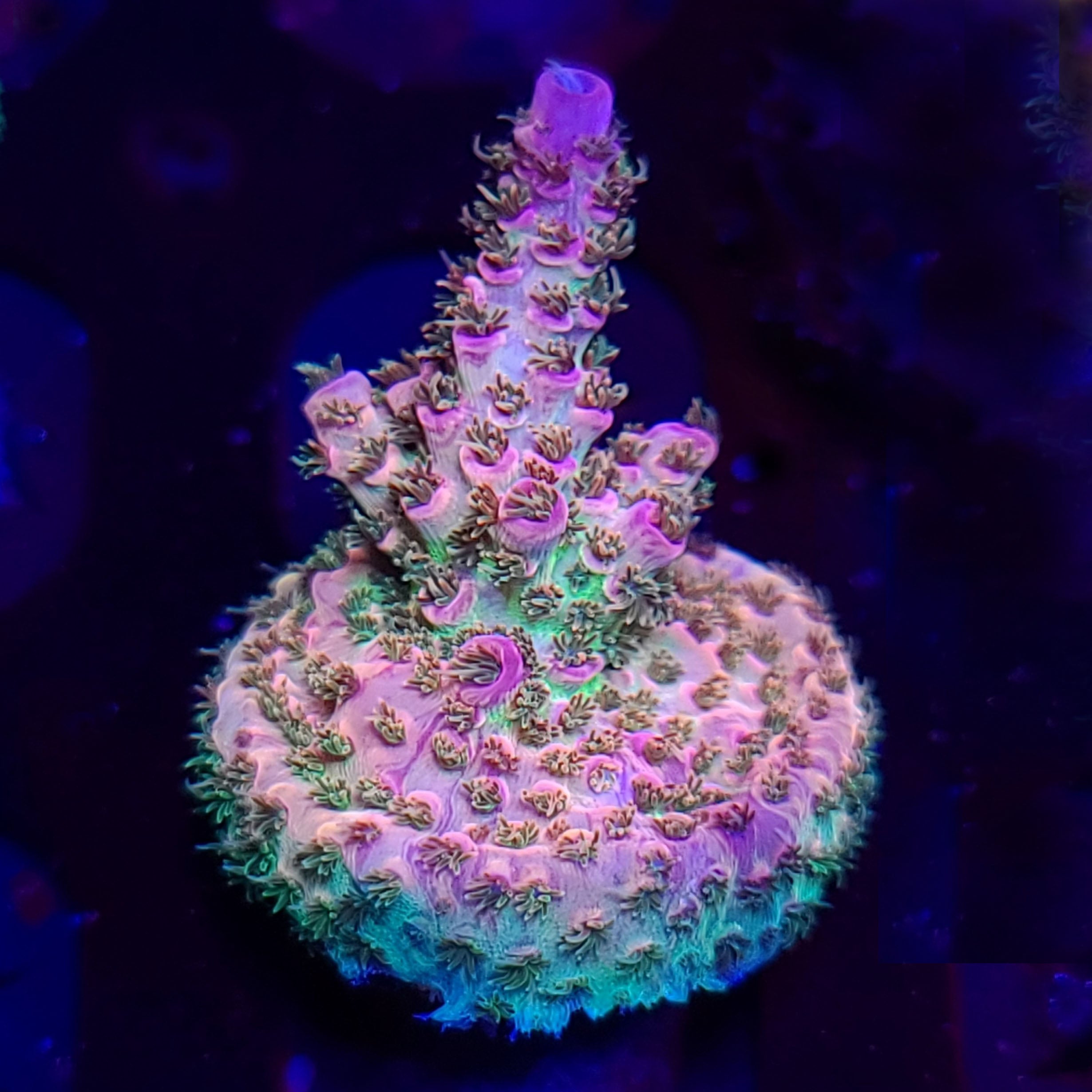 AJ's Candy Shop Acropora