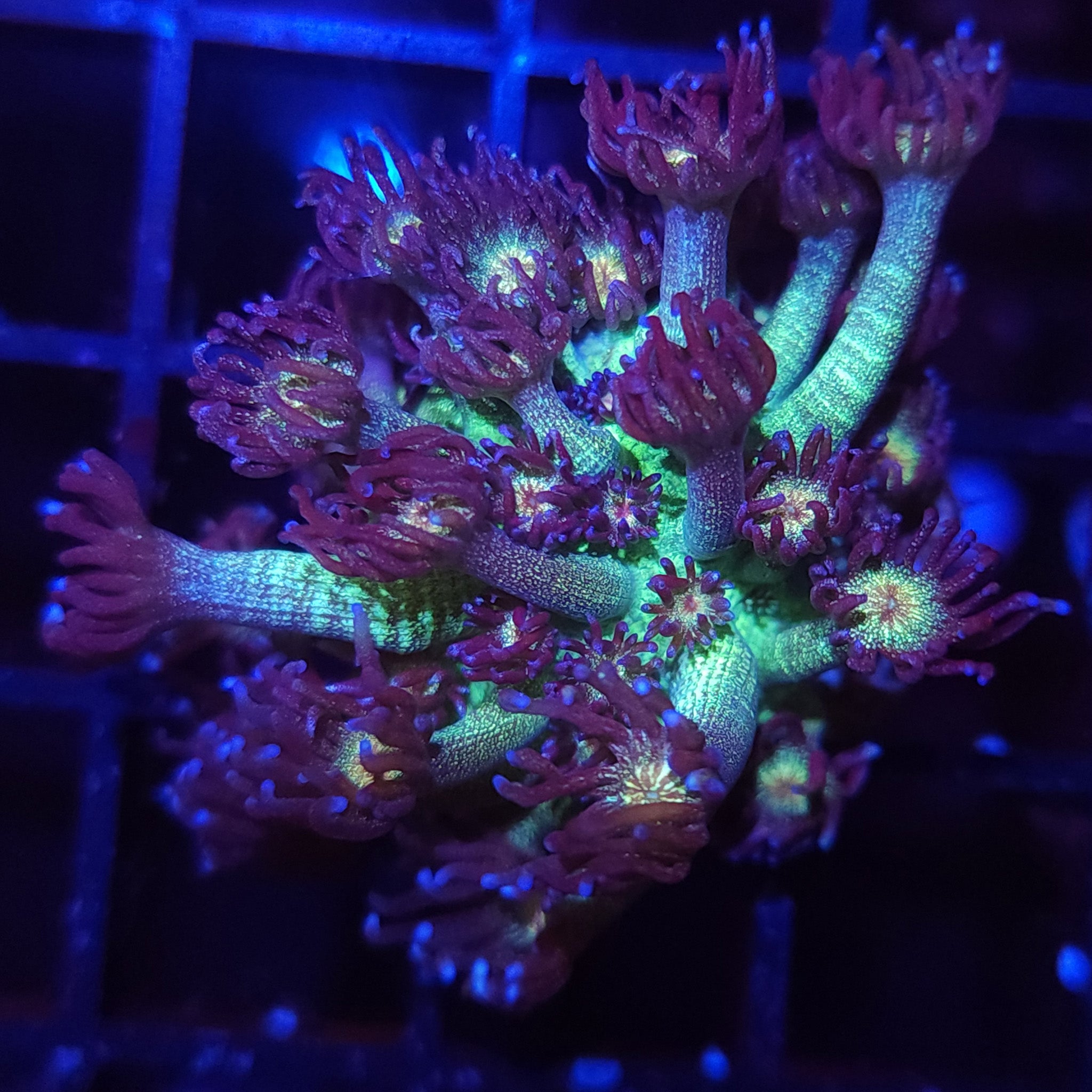 AJ's Glitter Goniopora - Aquacultured LPS Coral | AJ's Aquariums