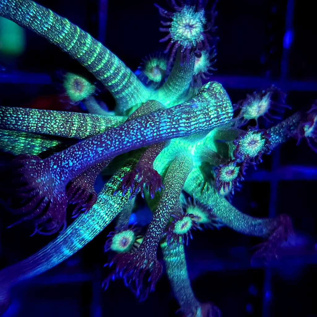 AJ's Glitter Goniopora