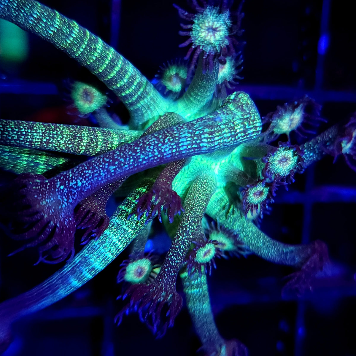 AJ's Glitter Goniopora