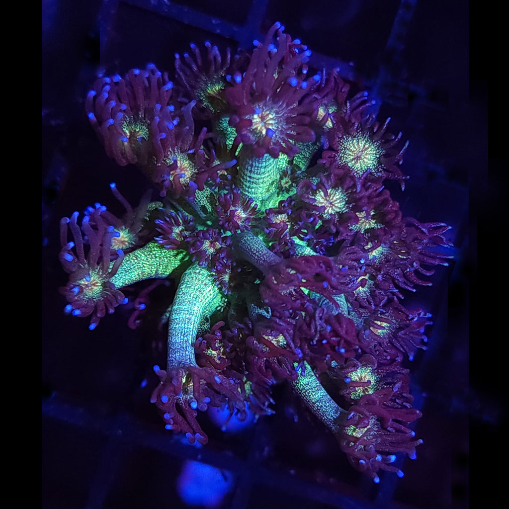 AJ's Glitter Goniopora