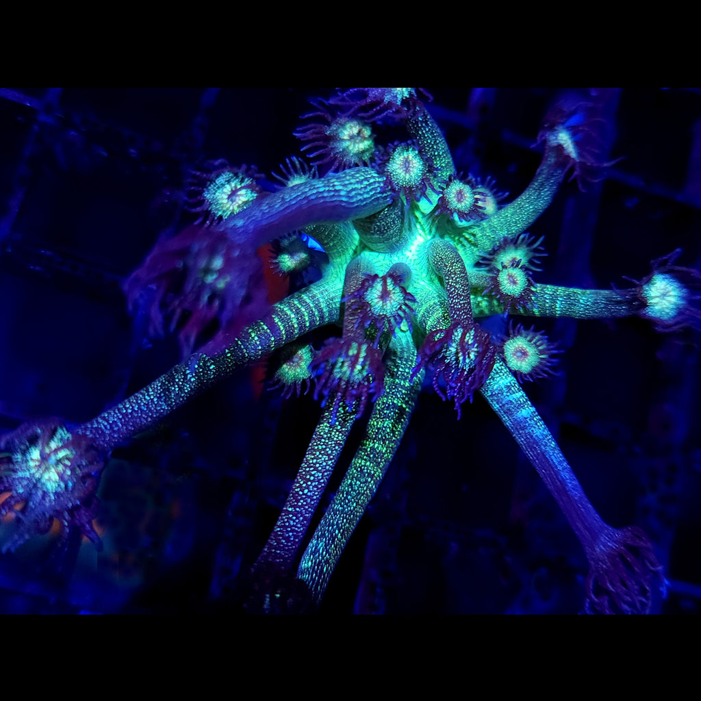 AJ's Glitter Goniopora
