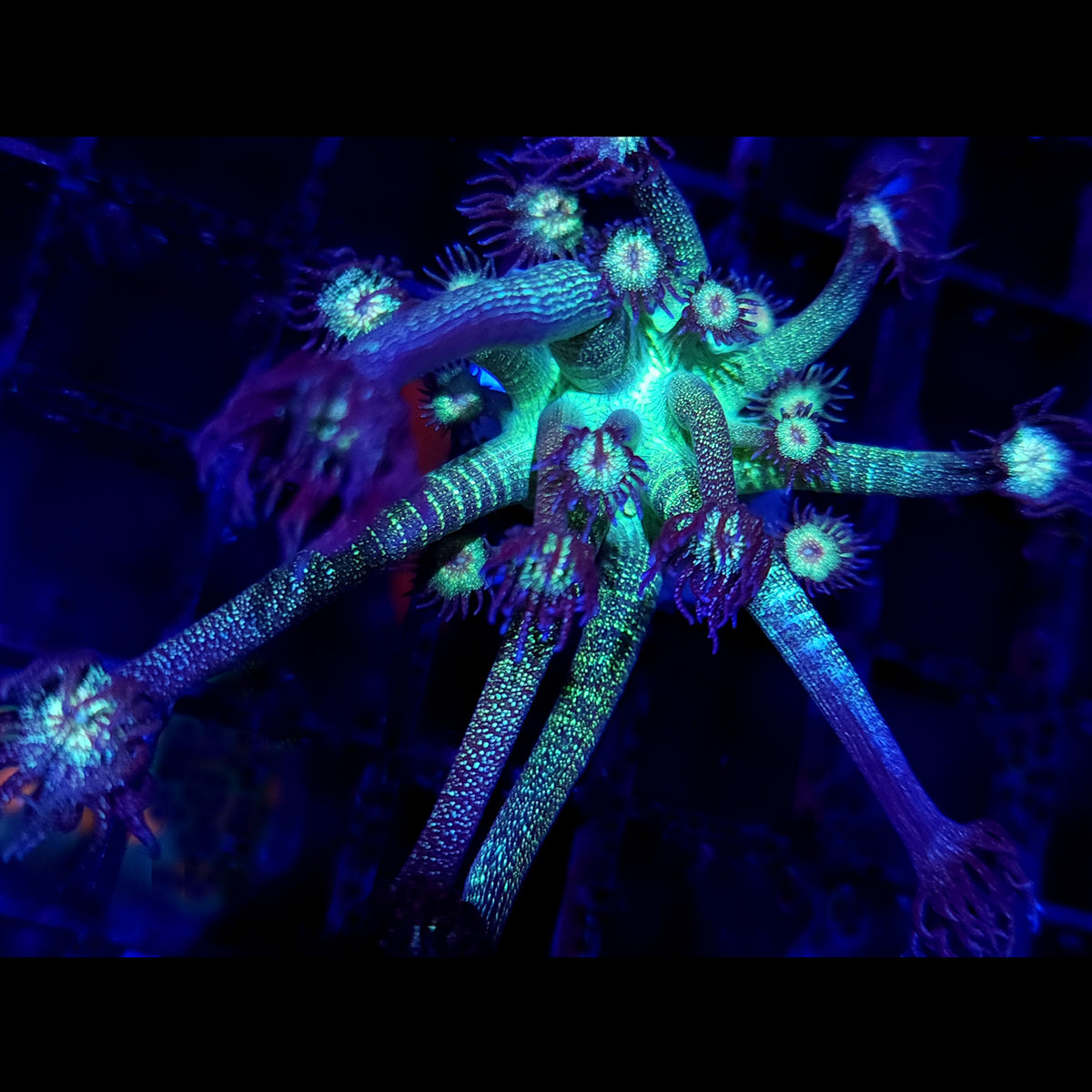 AJ's Glitter Goniopora