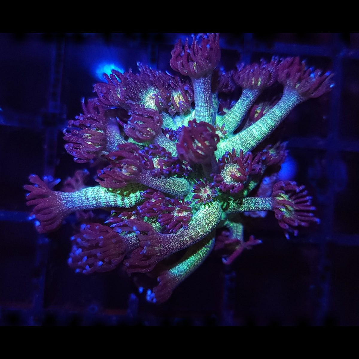 AJ's Glitter Goniopora