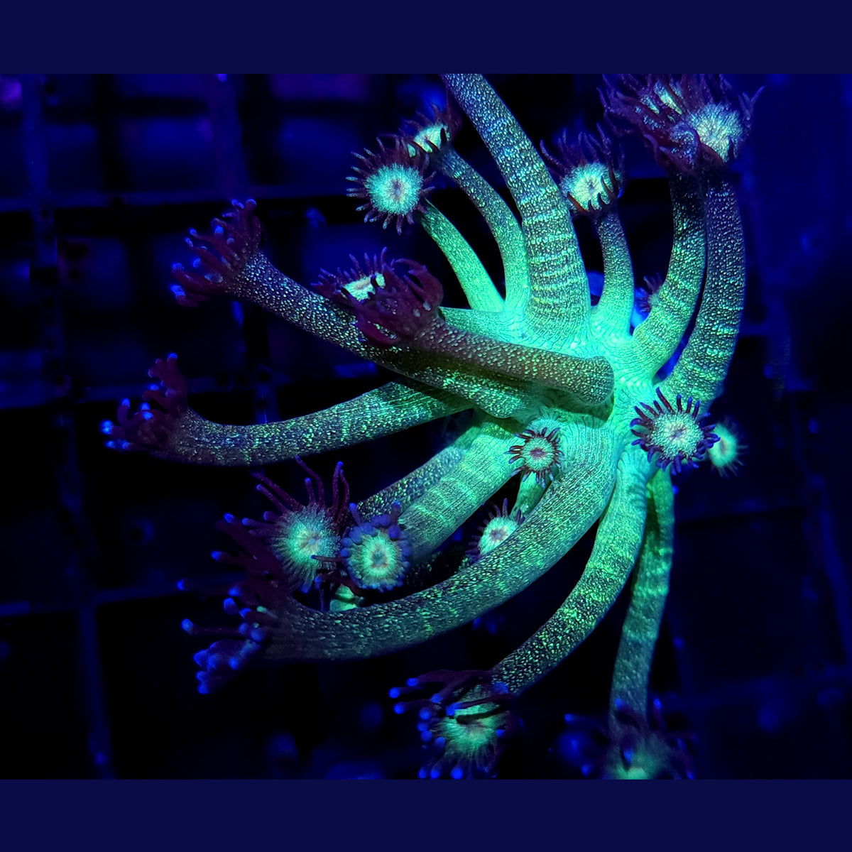 AJ's Glitter Goniopora