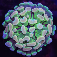 AJ's Hologram Hammer - Aquacultured LPS Coral | AJ's Aquariums