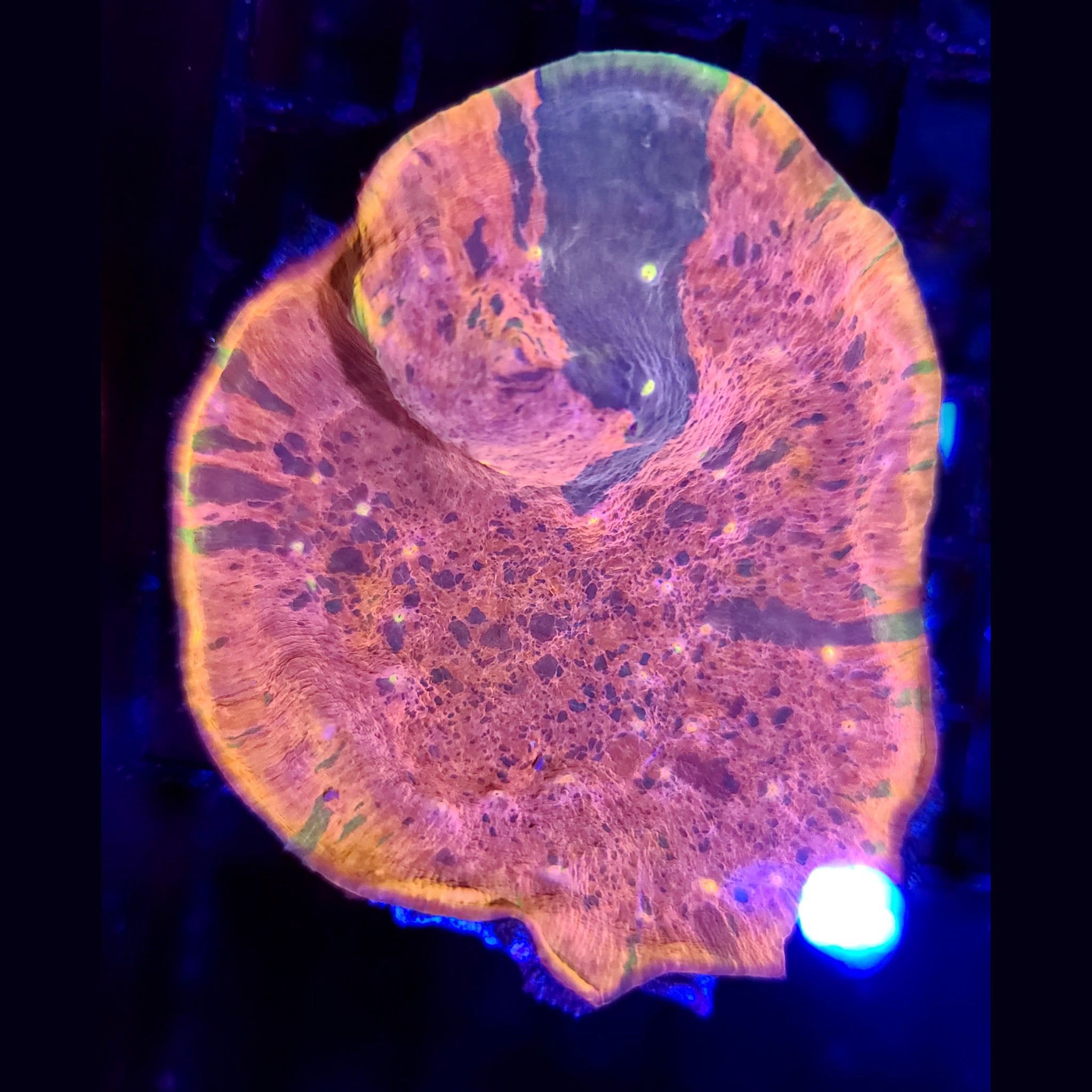 AJ's Rainbow Chalice - Aquacultured LPS Coral | AJ's Aquariums