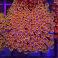 AJ's Spyro the Dragon Goniopora WYSIWYG - Aquacultured LPS Coral | AJ's Aquariums